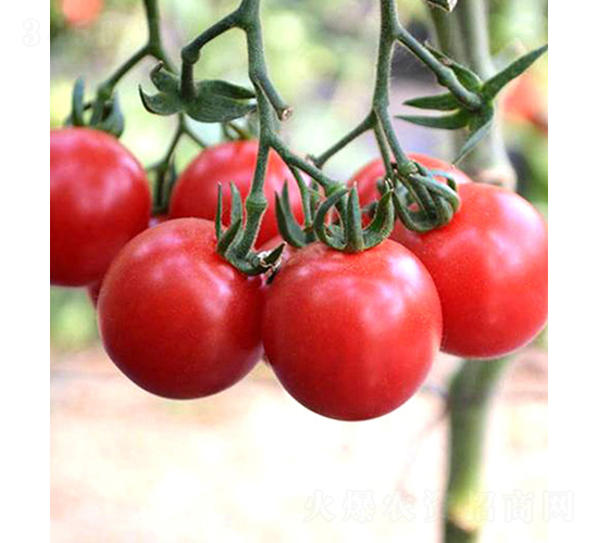 ���r(n��ng)�ѷ�-С���ѷN��-���r(n��ng)�r(n��ng)�I(y��)