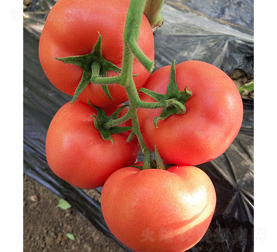 ���r�۹�0519-���ѷN��-���r�r�I(y��)