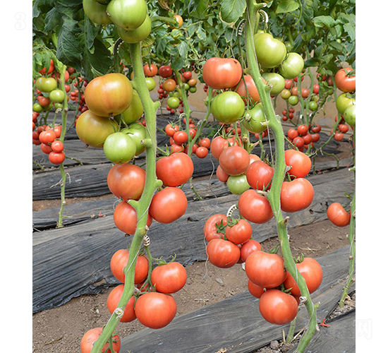 ���r���619-���ѷN��-���r�r�I(y��)