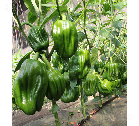 麻辣22-46-辣椒種子-依農(nóng)農(nóng)業(yè)