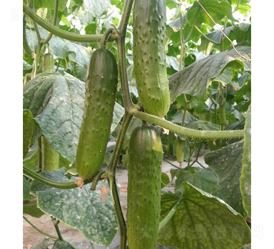 碩豐6號(hào)-黃瓜種子-依農(nóng)農(nóng)業(yè)