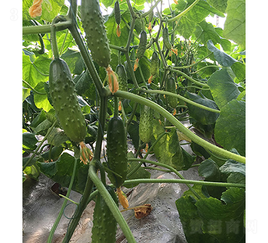 �����̖(h��o)-�S�ϷN��-���r(n��ng)�r(n��ng)�I(y��)