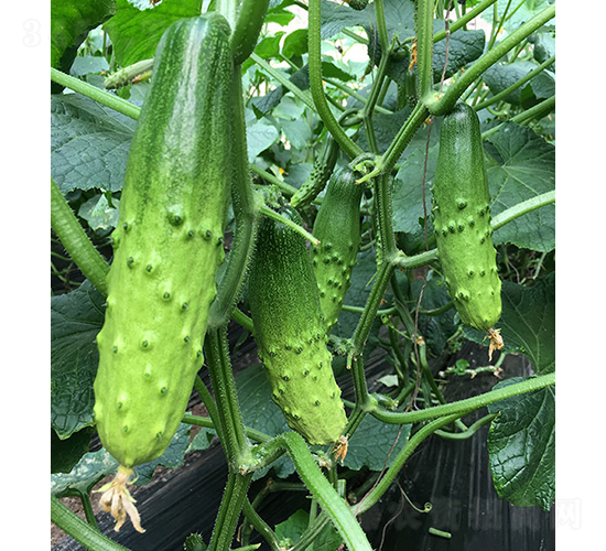 ���r(n��ng)�G��9̖-�S�ϷN��-���r(n��ng)�r(n��ng)�I(y��)