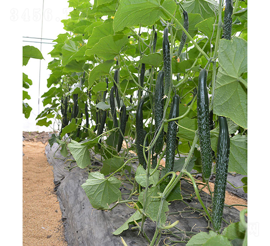 ���S��24-922-�S�ϷN��-���r�r�I(y��)