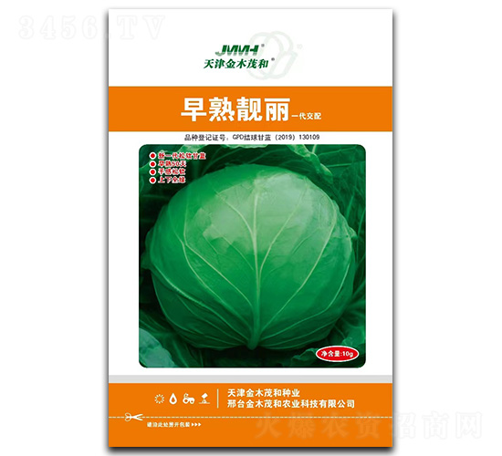 早熟靚麗-甘藍(lán)種子-金木茂和