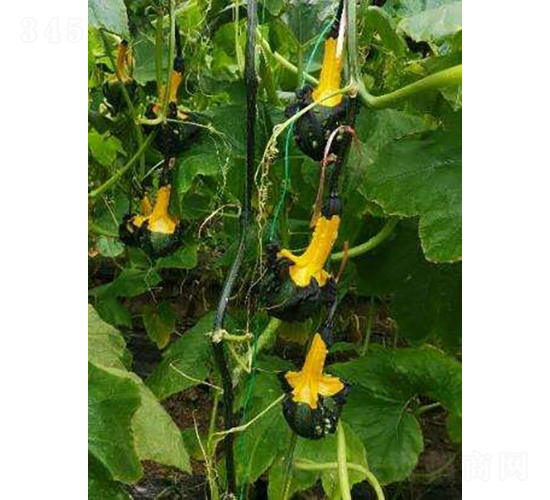 丑小鴨觀賞型南瓜-農(nóng)科種子