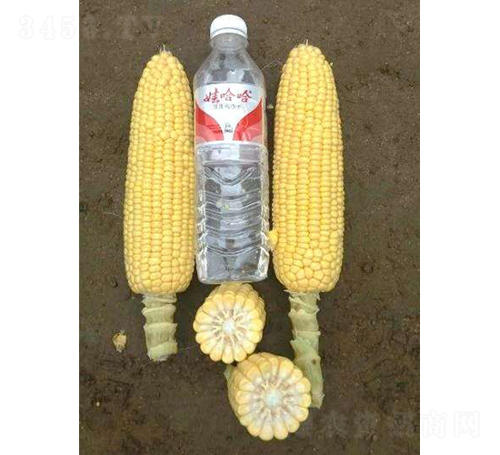 2019-531���׷N��-�r(n��ng)�ƷN��