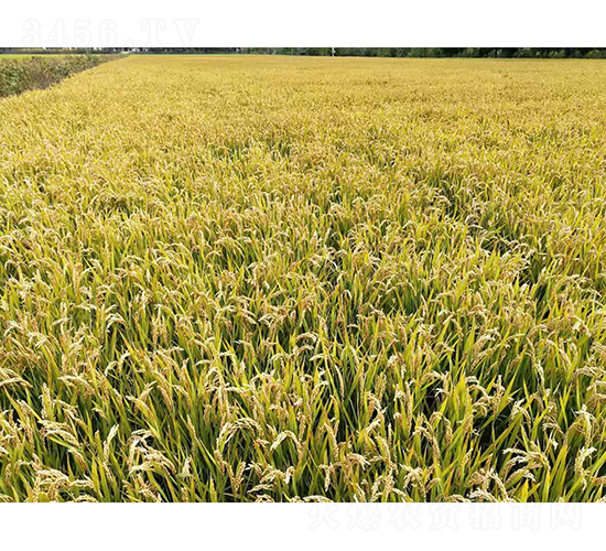 ������ܛ1̖-ˮ���N��-�r(n��ng)�ƷN��