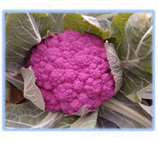 東方之紫甘藍(lán)種子-農(nóng)科種子