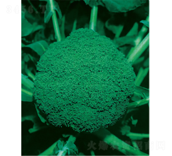 滬綠五號(hào)甘藍(lán)種子-農(nóng)科種子