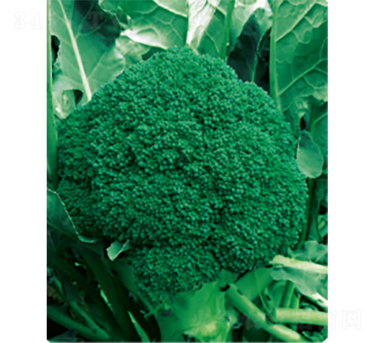 滬綠六號(hào)花椰菜種子-農(nóng)科種子