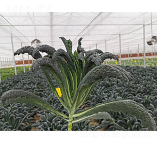 黑優(yōu)羽衣甘藍種子-農(nóng)科種子