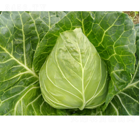 滬甘158甘藍(lán)種子-農(nóng)科種子