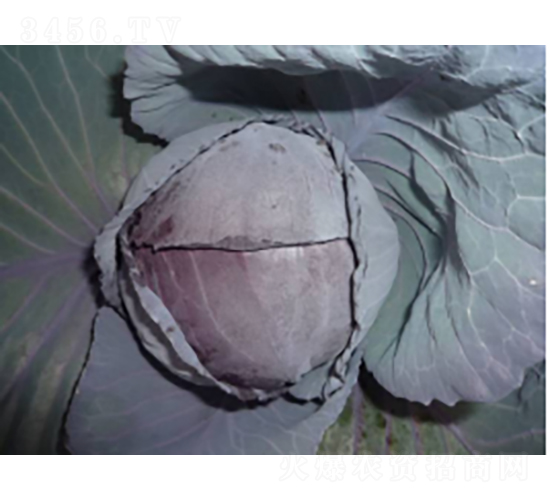 滬紫甘甘藍(lán)種子-農(nóng)科種子