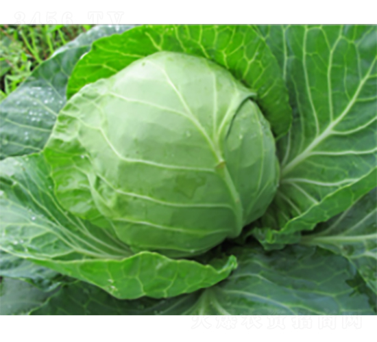 圓綠甘藍(lán)種子-農(nóng)科種子