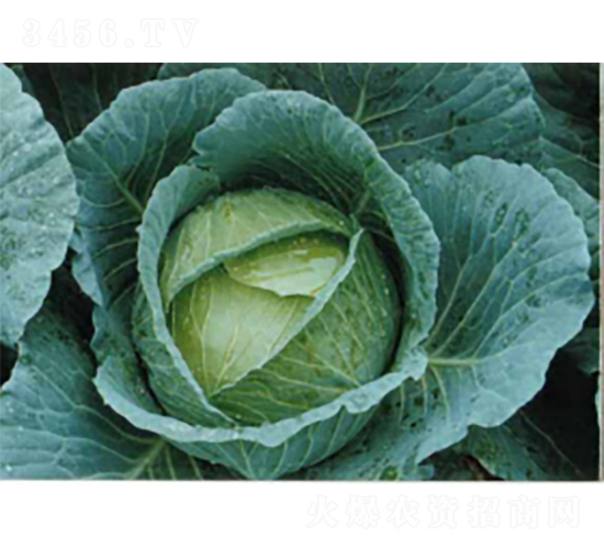 早夏16甘藍(lán)種子-農(nóng)科種子