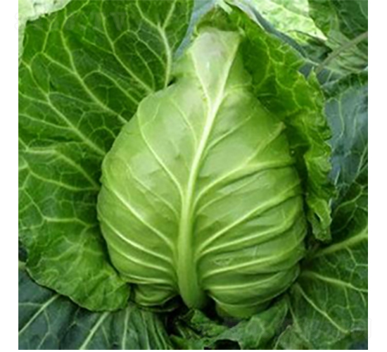爭(zhēng)春甘藍(lán)種子-農(nóng)科種子