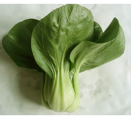 艷春青菜種子-農(nóng)科種子