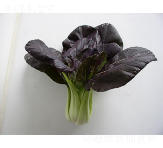 紫衣青菜種子-農(nóng)科種子