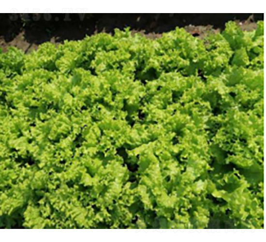 申選四號(hào)青菜種子-農(nóng)科種子