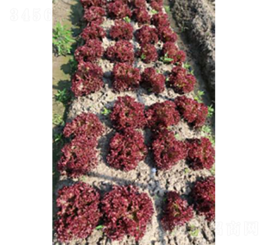 申炫五號(hào)青菜種子-農(nóng)科種子