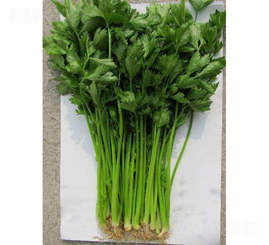 申香芹一號-芹菜種子-農(nóng)科種子