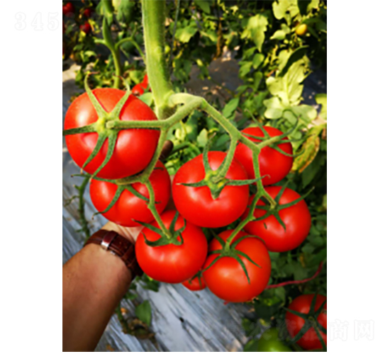 炎禧K619-番茄種子-農(nóng)科種子