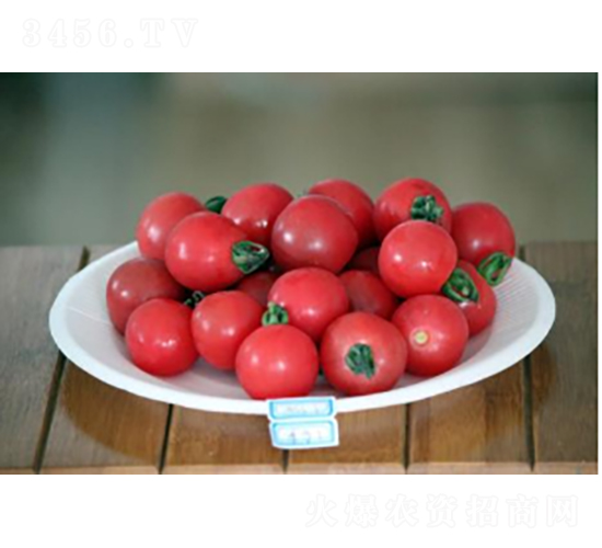 滬櫻K704-番茄種子-農(nóng)科種子