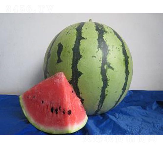 抗病948-西瓜種子-農科種子