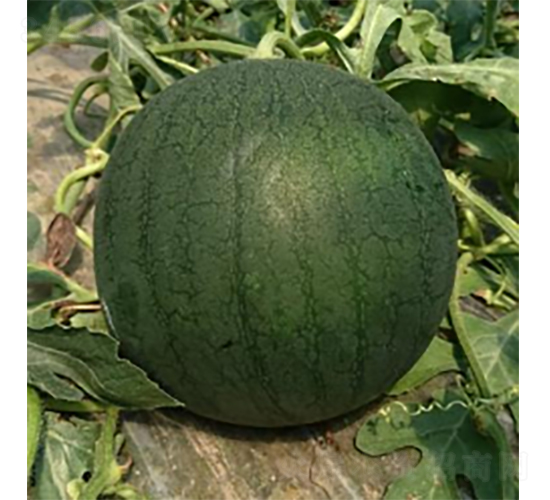 黑津-西瓜種子-農(nóng)科種子