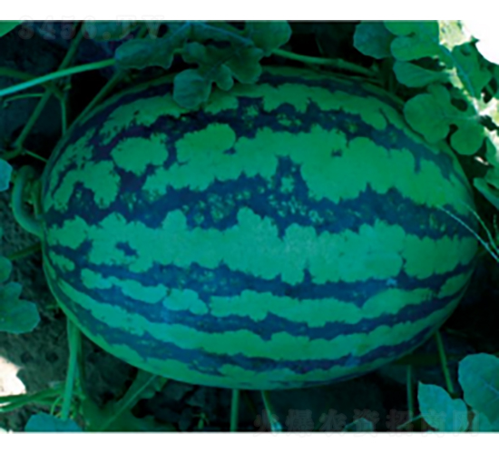 科雷奧CT302-西瓜種子-農(nóng)科種子