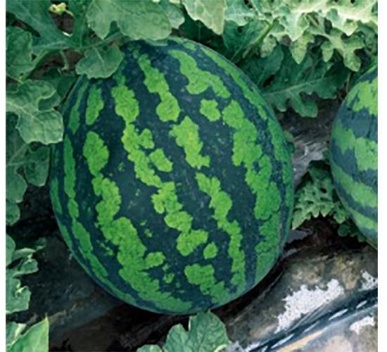 科雷奧TM306-西瓜種子-農(nóng)科種子