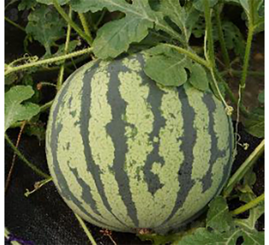 申抗988-西瓜種子-農(nóng)科種子