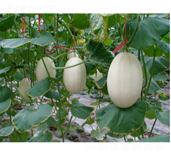 東方蜜一號-西瓜種子-農(nóng)科種子