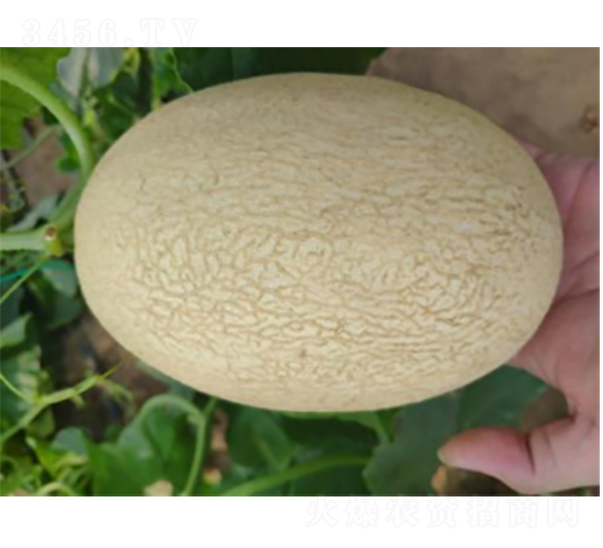 科雷特9號-西瓜種子-農(nóng)科種子