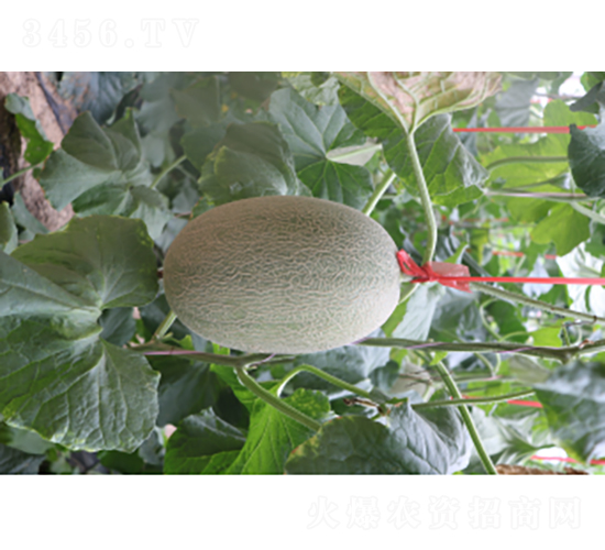 科雷特25號-甜瓜種子-農(nóng)科種子