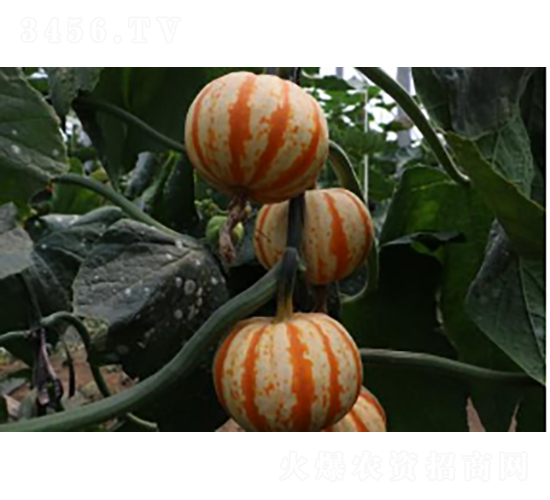 �۹�2̖-�ϹϷN��-�r(n��ng)�ƷN��