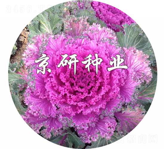 京冠紅6號-甘藍(lán)種子-京研種業(yè)