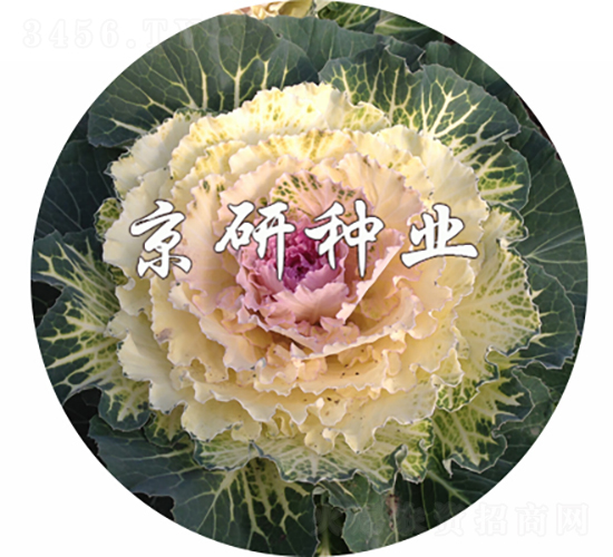 京蓮白3號(hào)-甘藍(lán)種子-京研種業(yè)