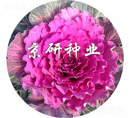 京蓮紅2號-甘藍種子-京研種業(yè)