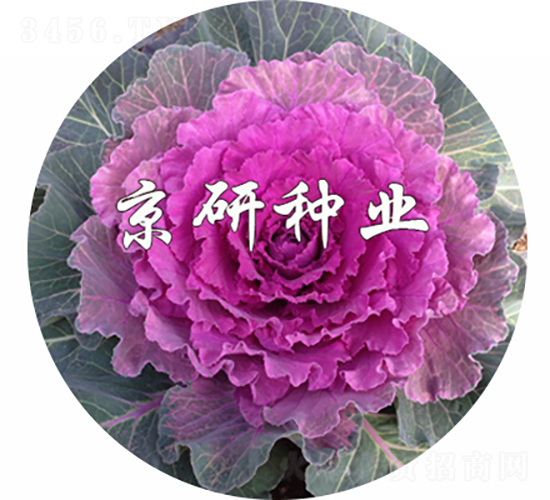 京蓮紅3號-甘藍種子-京研種業(yè)