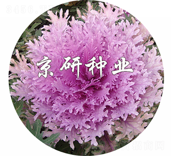 京羽粉2號(hào)-甘藍(lán)種子-京研種業(yè)