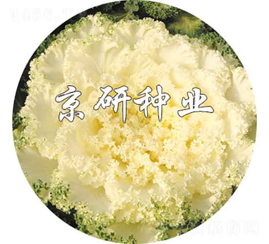 京冠白1號(hào)-甘藍(lán)種子-京研種業(yè)