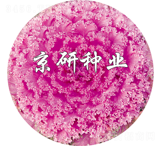 京冠紅7號-甘藍(lán)種子-京研種業(yè)