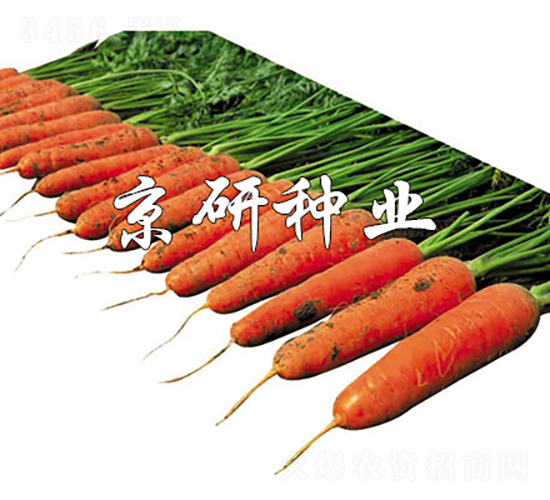 華譽218-胡蘿卜種子-京研種業(yè)