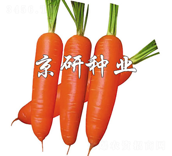 華譽(yù)228-胡蘿卜種子-京研種業(yè)