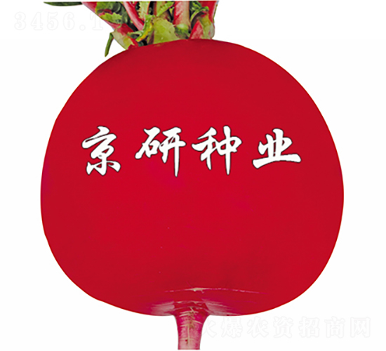 京紅6號-蘿卜種子-京研種業(yè)