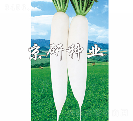 天麗1號(hào)-蘿卜種子-京研種業(yè)