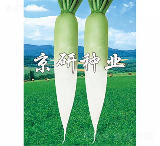 天麗2號(hào)-蘿卜種子-京研種業(yè)