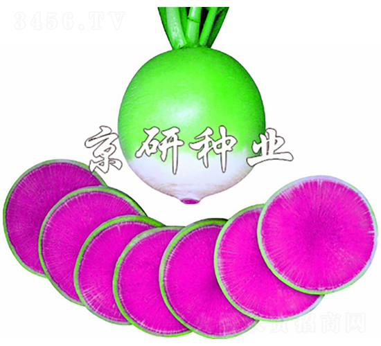 “滿堂紅”心里美-蘿卜種子-京研種業(yè)